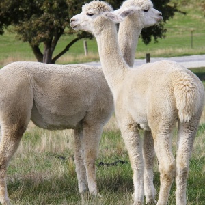 Lama alpaca a její chov