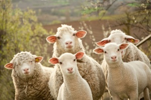 Merino ovce