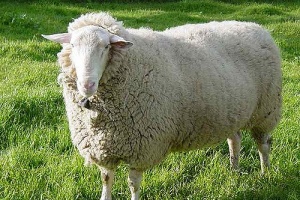Šumavská ovce