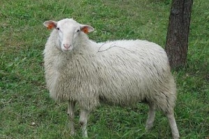 Valašská ovce