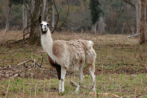 Lama alpaca