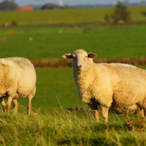 Zpracování vlny od odstříhání až po konečnou přízi